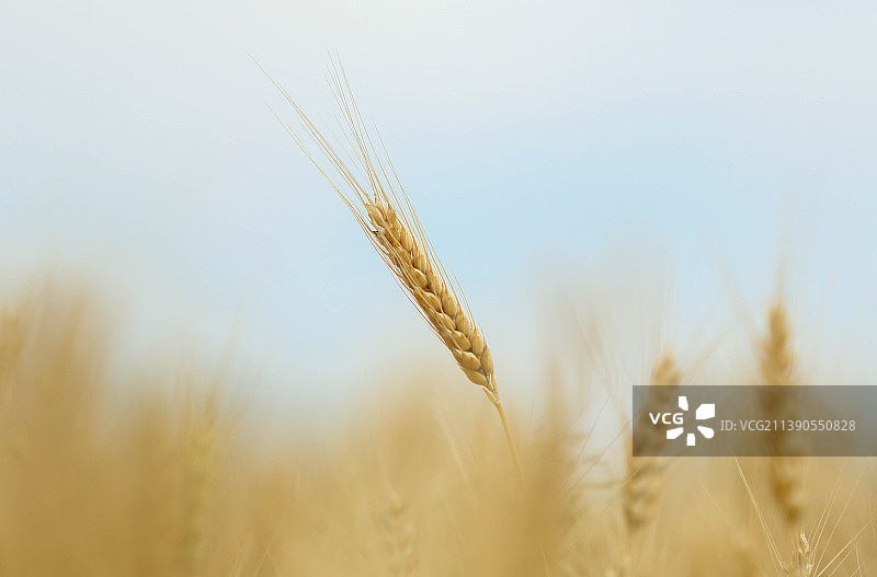 夏季午后乌克兰田野上的麦穗图片素材