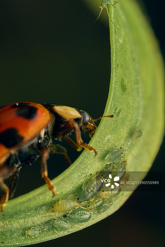 阿根廷布宜诺斯艾利斯叶子上的昆虫特写图片素材