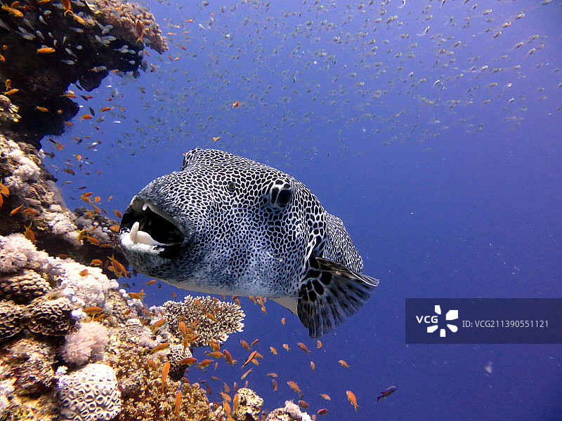 河豚热带咸水鱼特写图片素材