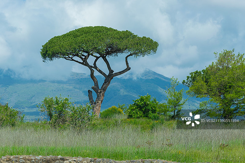 庞贝，那不勒斯，意大利：田野上的树木与天空图片素材