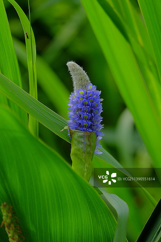 紫色开花植物特写，中国图片素材