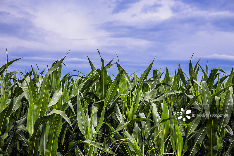 田野里生长的农作物特写，背景是天空图片素材