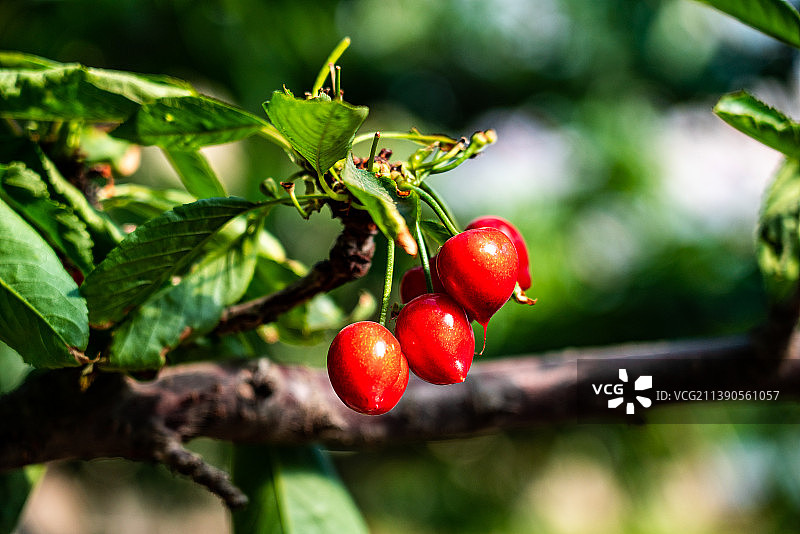 结满果实的樱桃树。图片素材
