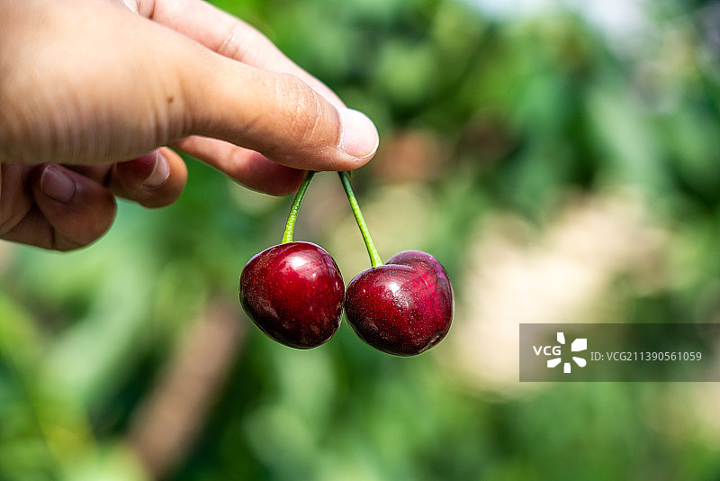 结满果实的樱桃树。图片素材