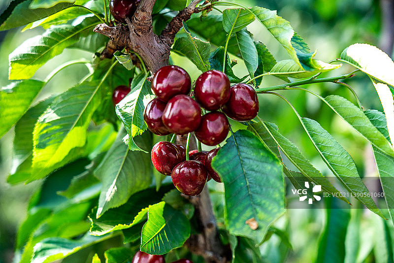 结满果实的樱桃树。图片素材