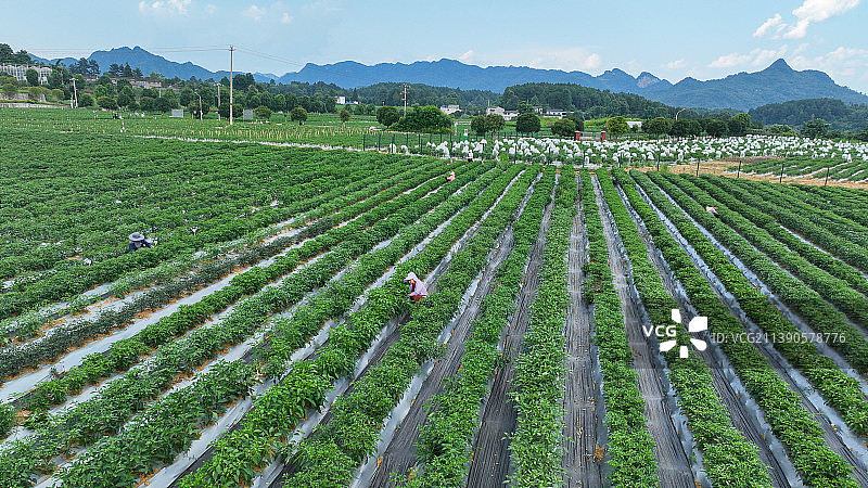 贵州省遵义市官庄辣椒科技示范基地图片素材