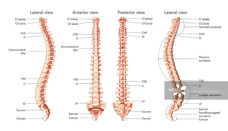 人体脊柱前后侧图片素材