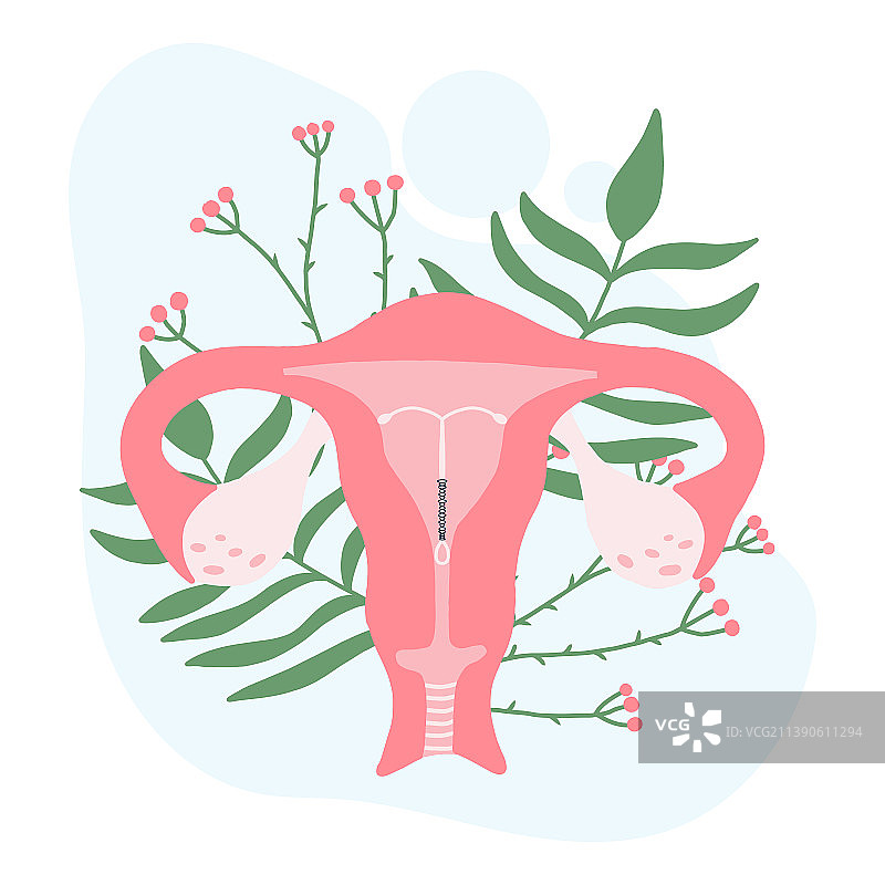 带有螺旋女性避孕器的女性子宫图片素材