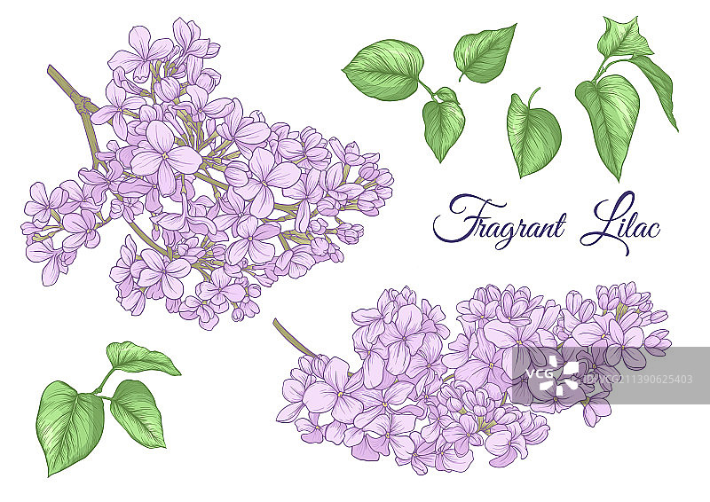 植物古典绘画中的丁香花图片素材