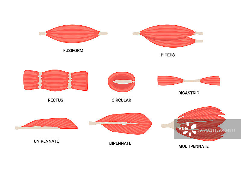 骨骼肌纤维类型结构合集图片素材