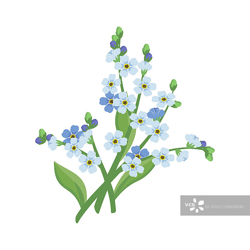 蓝色勿忘我花朵与花茎图片素材