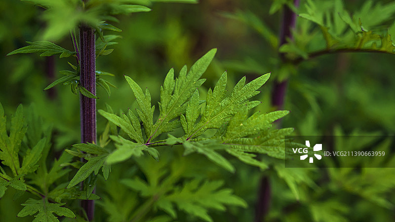 兰坪通甸种植基地  艾草图片素材