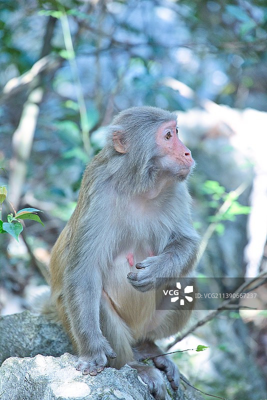 千岛湖猴岛上的猴子图片素材