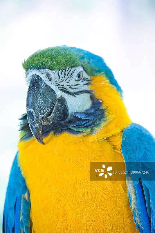 千岛湖天池岛/鸟岛上的金刚鹦鹉特写图片素材