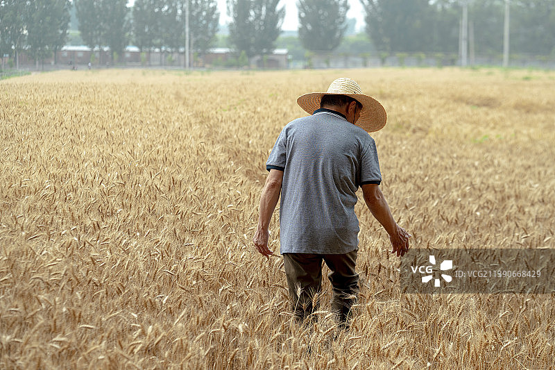 农民在麦田里走图片素材
