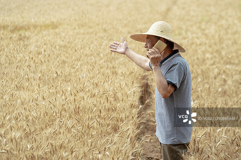 农民在麦田里走图片素材