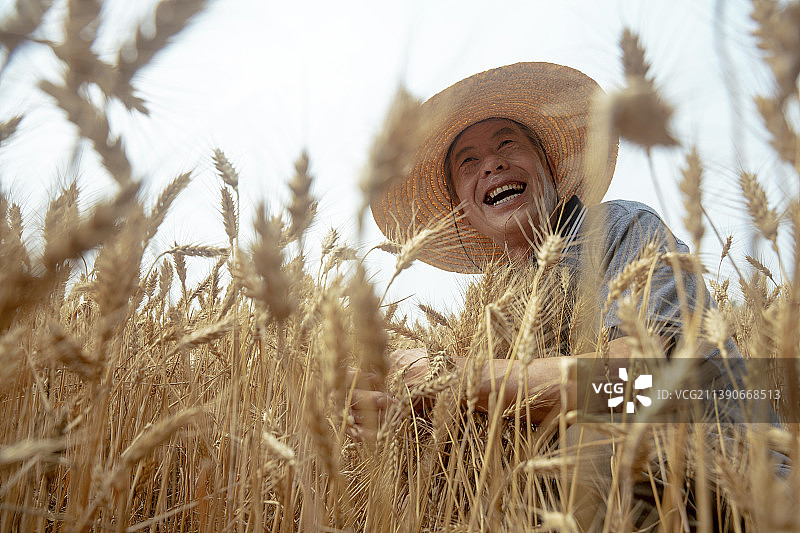 农民在麦田里图片素材
