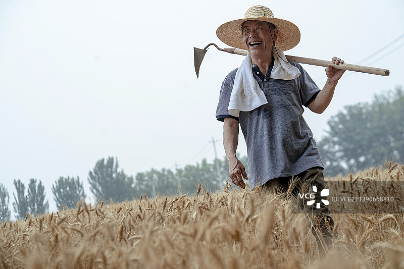 农民在农田图片素材