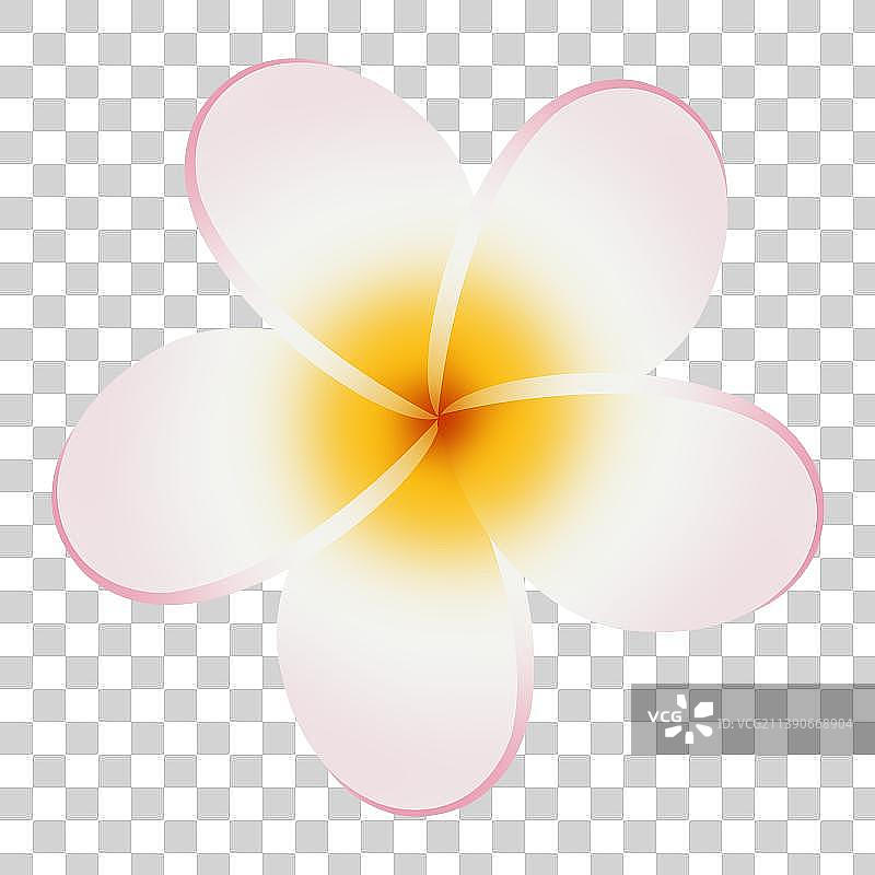 鸡蛋花插画元素，春天情人节美妆首饰花卉背景元素，优雅粉色黄色植物图纸盛开图鉴图片素材