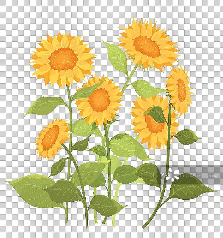 小清新葵花插画花卉图素图片素材