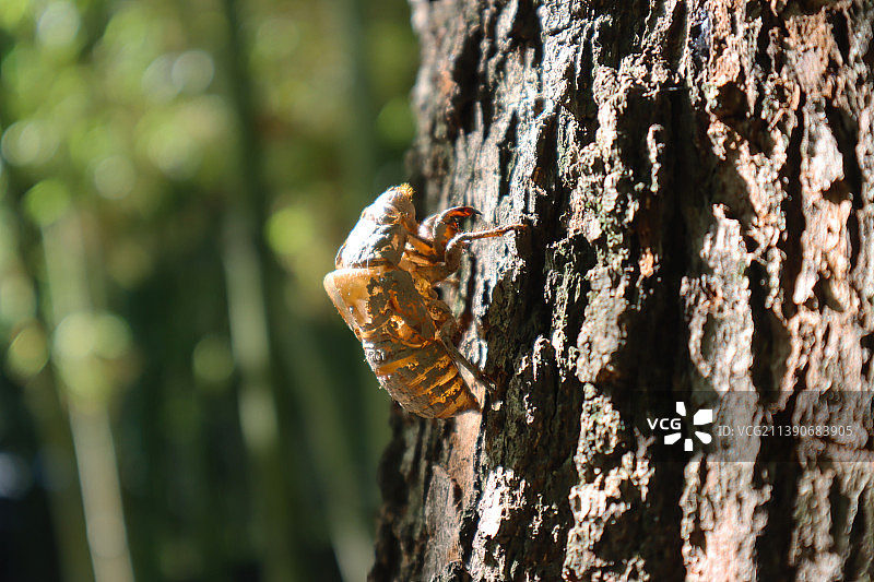 树干上的一只蝉蜕图片素材