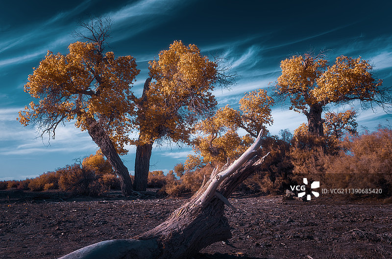 大漠沧桑--内蒙古阿拉善额济纳胡杨林风光图片素材