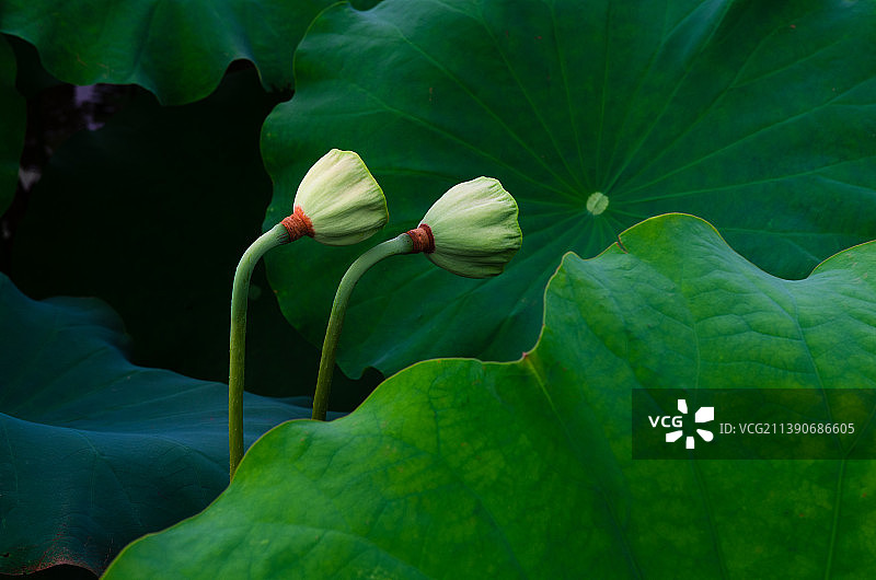 相亲相爱的莲蓬图片素材