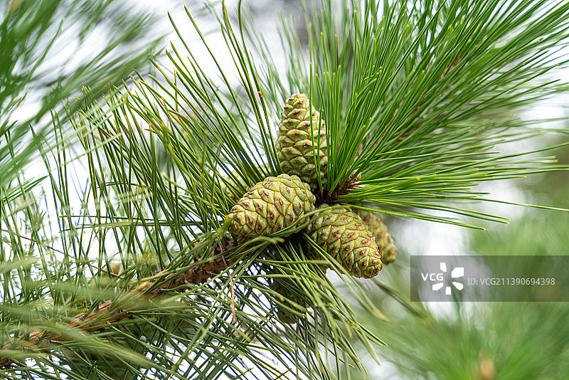 树上生长的松果特写镜头图片素材