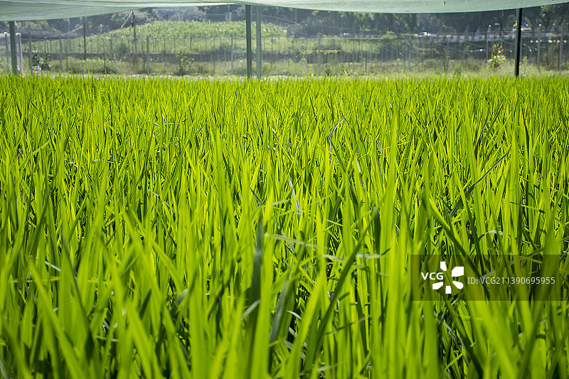 重庆北碚现代农田：水稻田素材图片素材