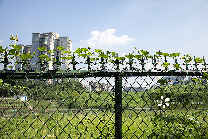 重庆夏天阳光下的篱笆美景素材图片素材