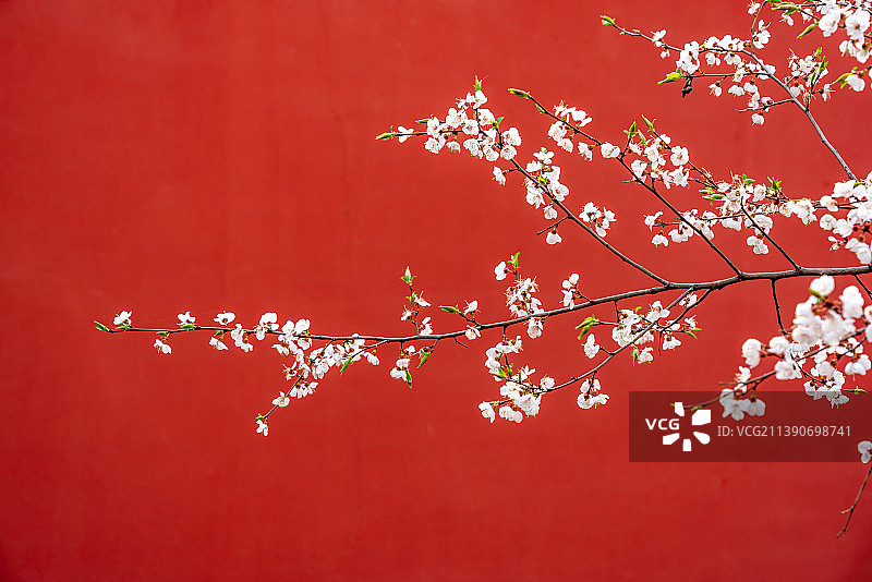 红墙与桃花形成一幅美景图片素材