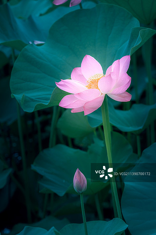 绽放的粉色荷花图片素材