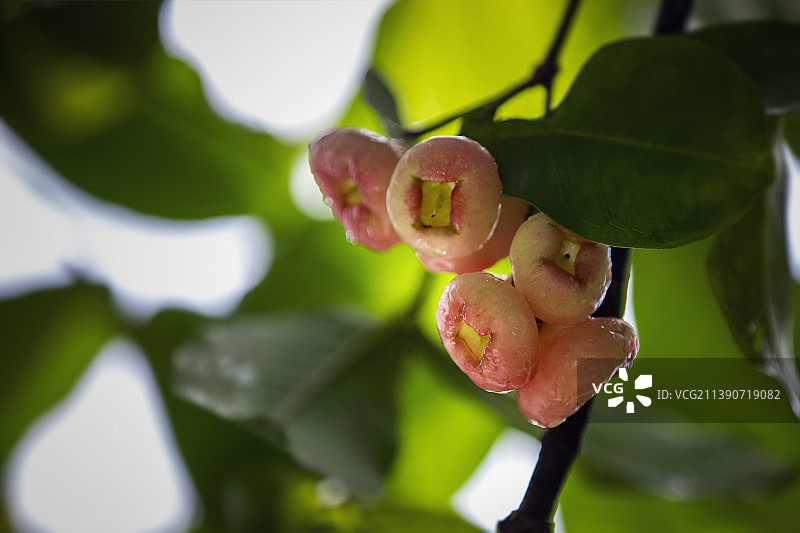 洋蒲桃图片素材