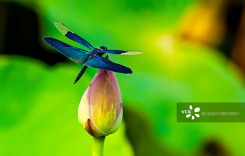 妖艳的黑丽翅婧图片素材