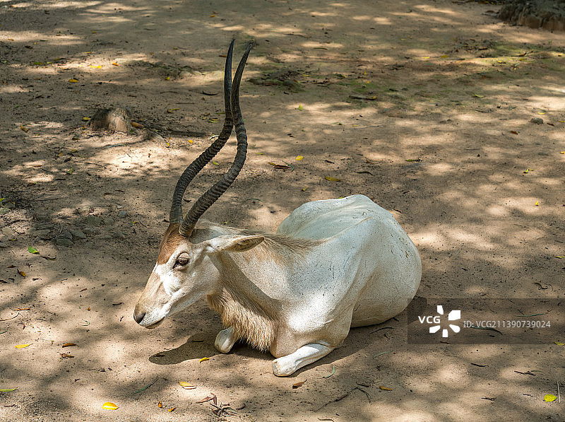 羚羊，广州动物园图片素材