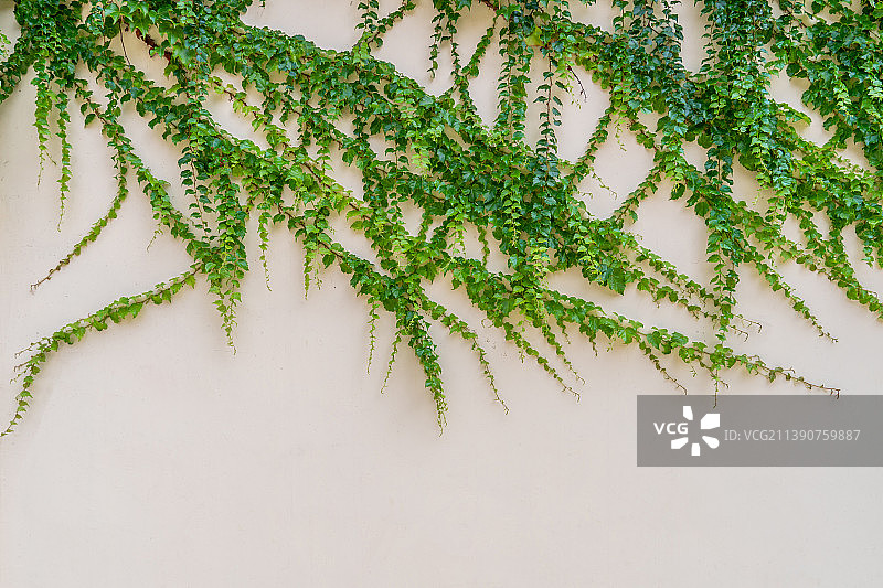 墙壁上的爬山虎图片素材