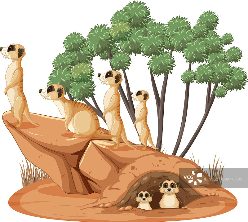孤立的狐獴家庭自然场景图片素材