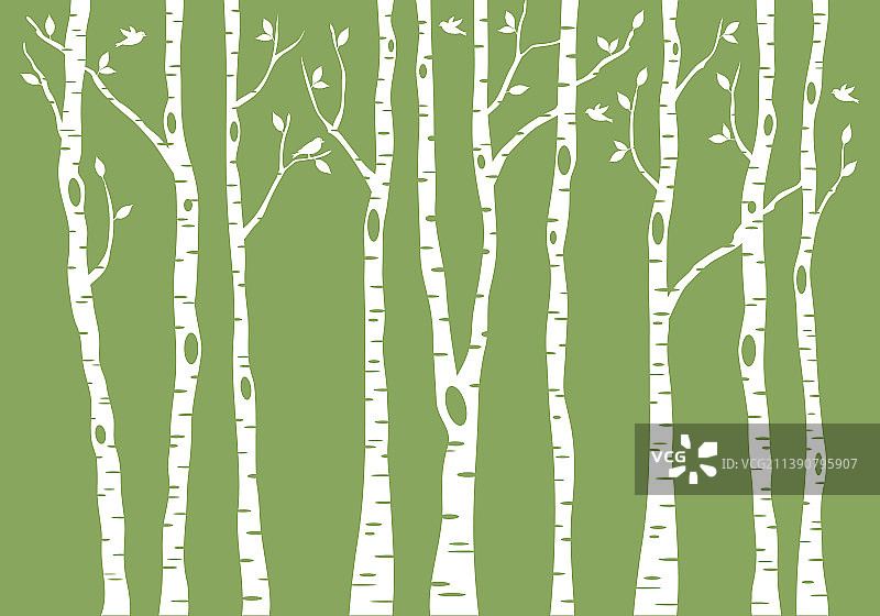 桦树林背景图片素材