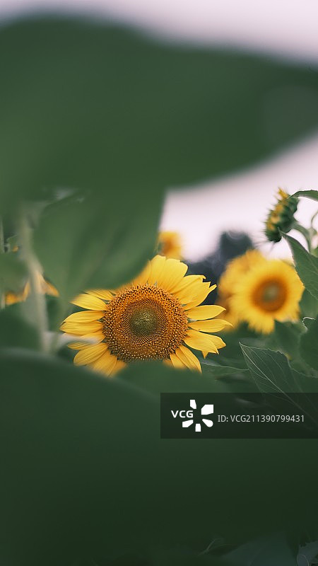 向日葵开图片素材
