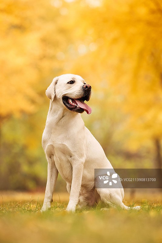秋景中的拉布拉多猎犬图片素材