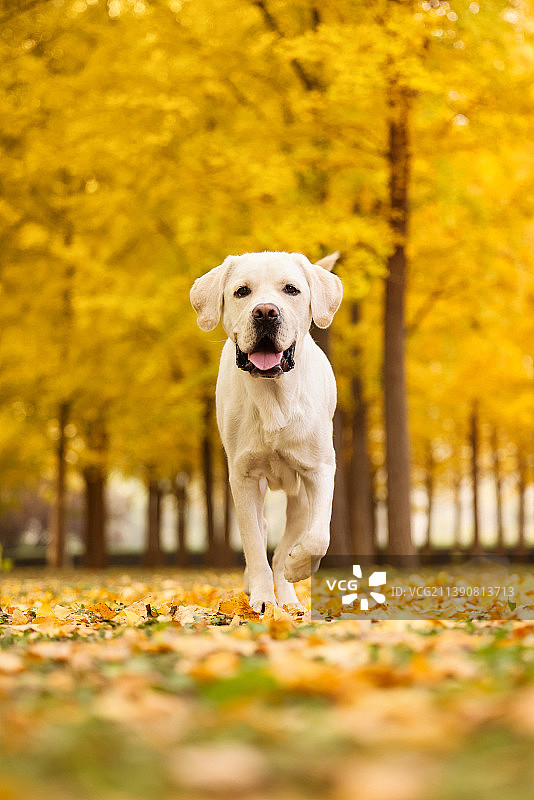 秋景中的拉布拉多猎犬图片素材
