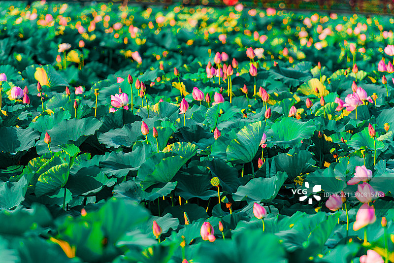 夏天荷花荷叶花卉近景特写图片素材