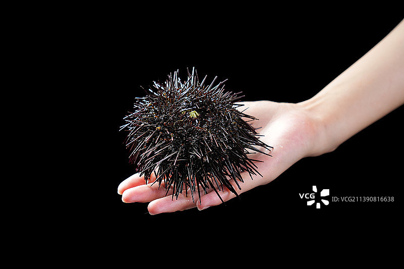 手拿新鲜的海胆图片素材