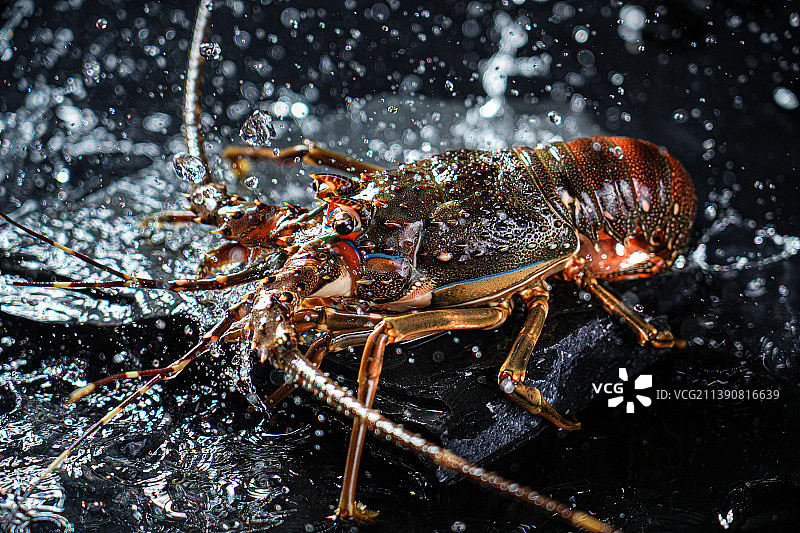 岩石上的青龙海鲜青龙虾图片素材