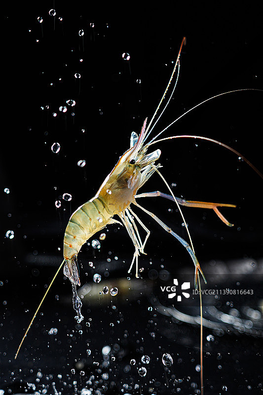 水花中跳跃的罗氏虾图片素材
