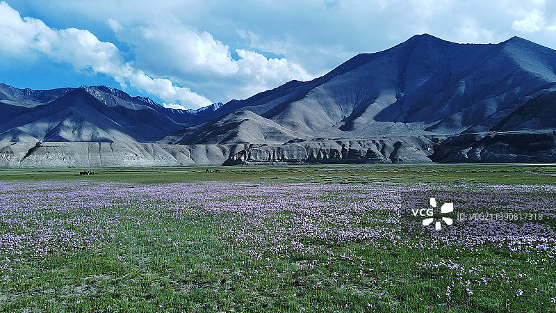 帕米尔高原湿地花海图片素材