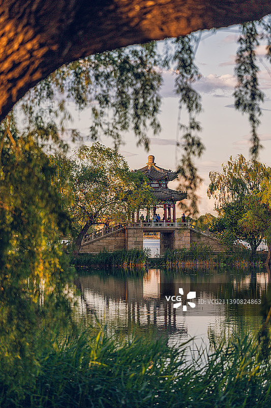 西堤垂柳图片素材