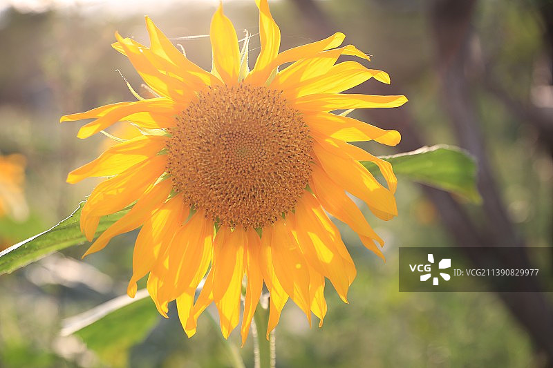 盛开的向日葵图片素材