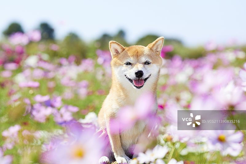 花田里的柴犬图片素材