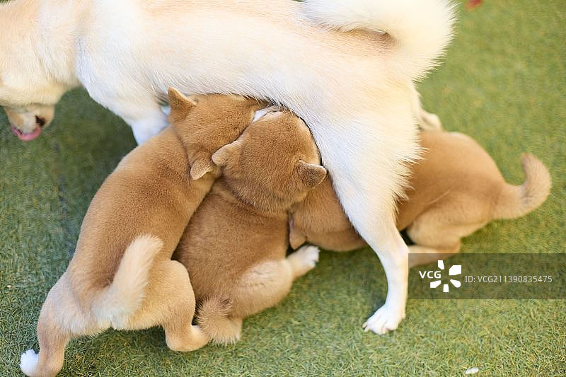 柴犬幼犬图片素材